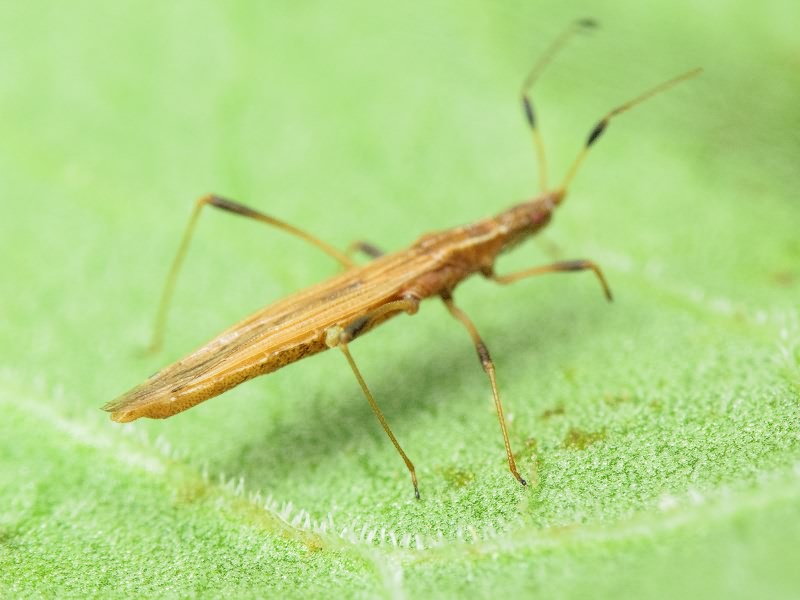 Berytinus (Lizinus) montivagus (Meyer-Dur, 1841)
